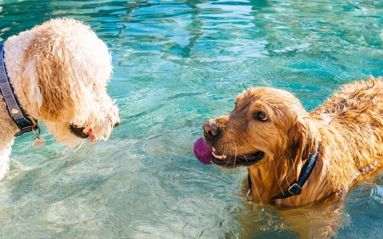cani che giocano in acqua