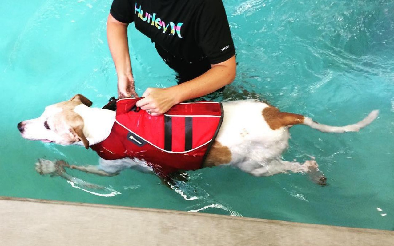 addestrare un cane a nuotare