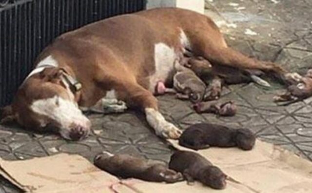 Ci sono riusciti: hanno salvato la cagnolina che ha partorito sul marciapiede e ha protetto i suoi cuccioli fino alla fine (VIDEO)