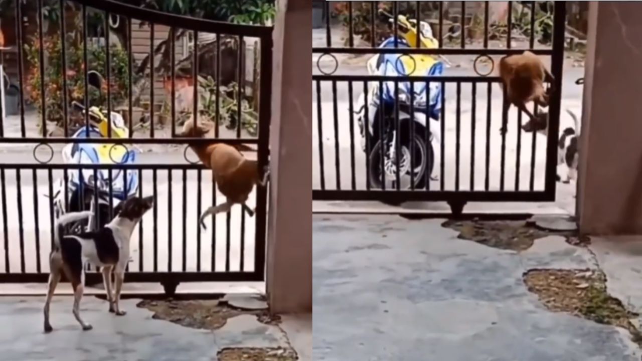 cani scappano cancello