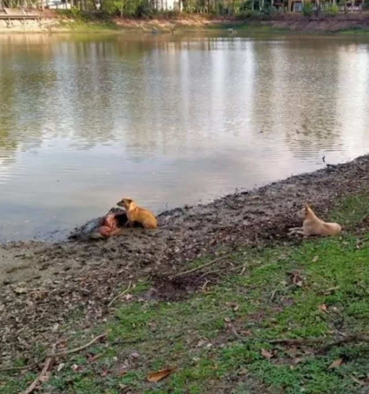 due cani vegliano su una donna