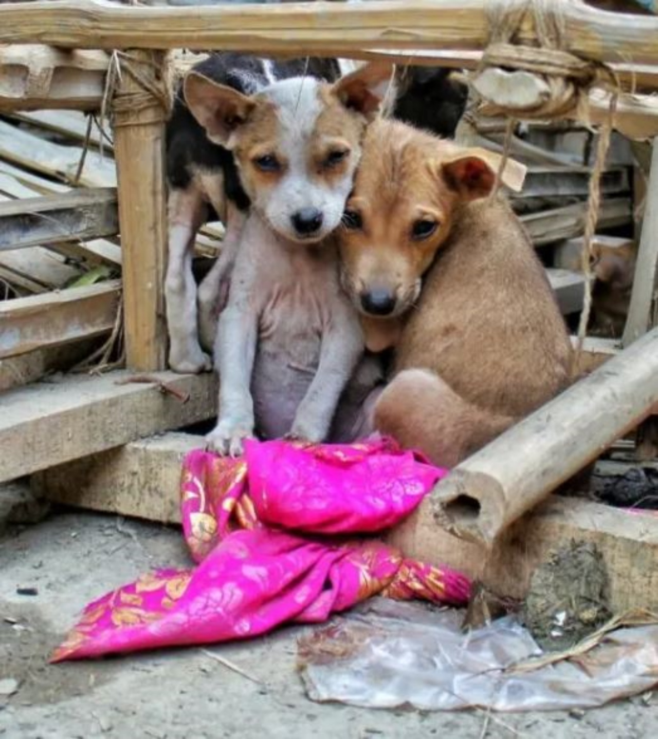 due cagnolini randagi