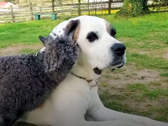 La capretta riccia non può stare in piedi, ma muore dalla voglia di farsi aiutare dal suo amico cane