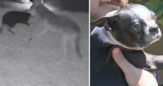 Senza esitare, il cane si lancia contro un coyote quando sente il suo amico urlare di dolore