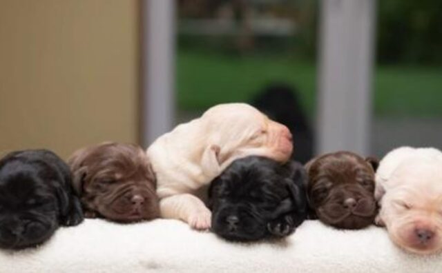 Sono rimasti a bocca aperta: la cucciolata di questa Labrador era (ed è) più unica che rara