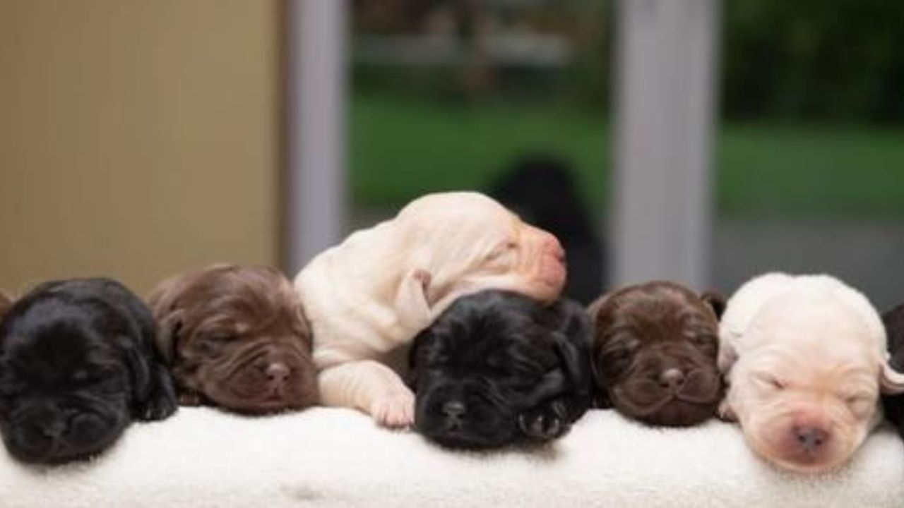 cucciolata Labrador