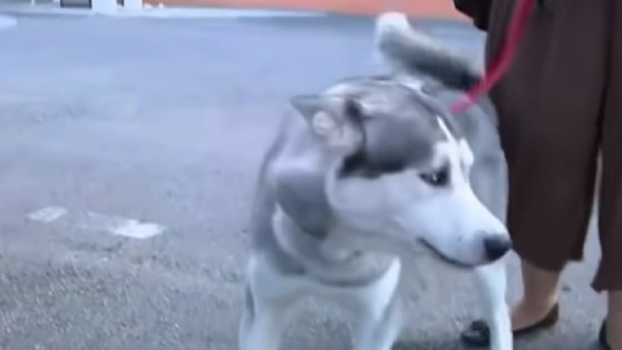 Cane Husky siberiano