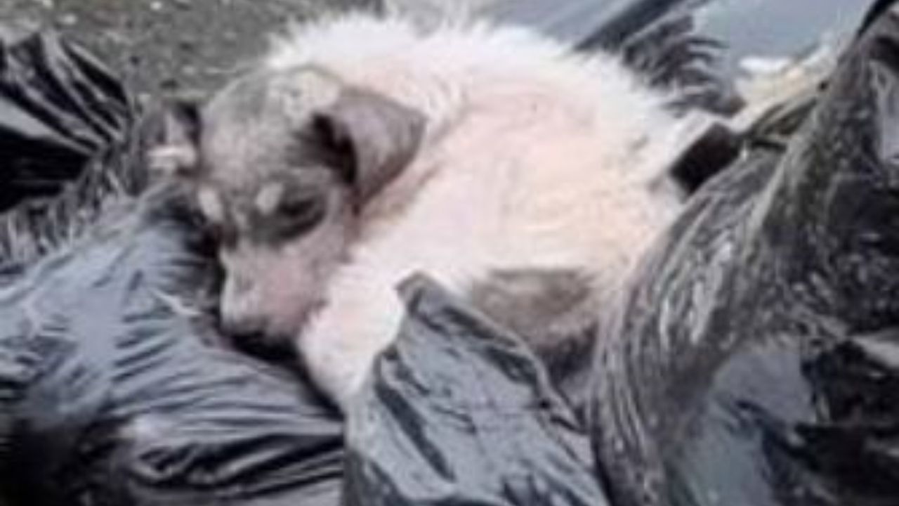 un cucciolo di cane dorme nella spazzatura