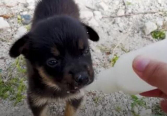 Un cucciolo randagio si avvicina a una studentessa che studia all’estero e le chiede aiuto