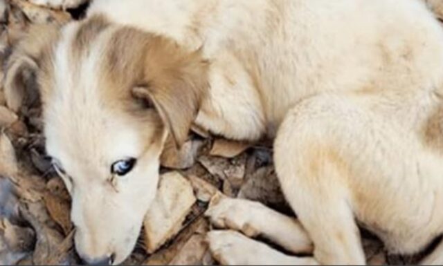 Questo cane dagli occhi azzurri giaceva abbandonato: viene salvato pochi istanti prima di morire