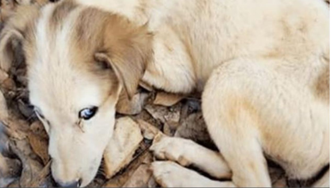 un cagnolino piccolo