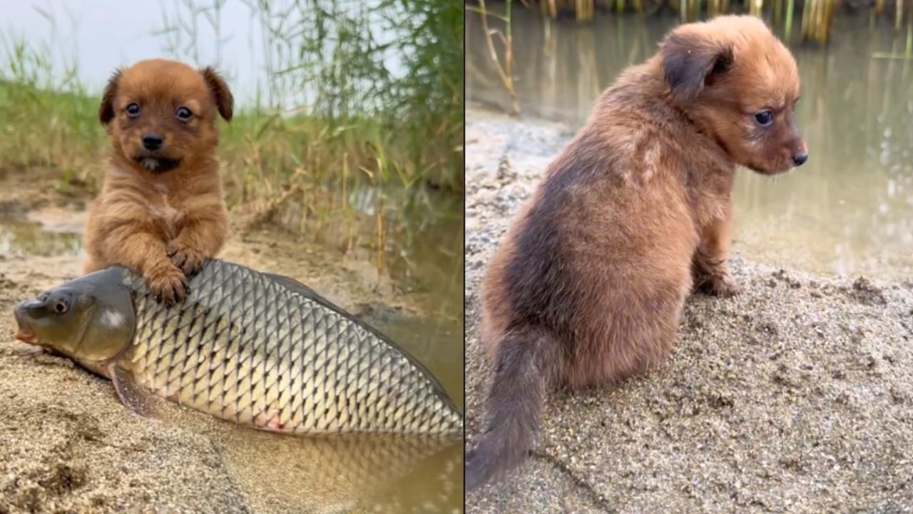 cucciolo con carpa