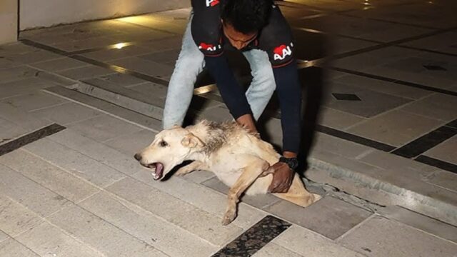 Cucciolo immobile per sei giorni: per fortuna i volontari di un’associazione lo hanno salvato