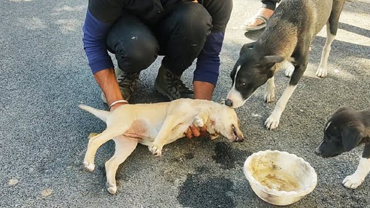 Cane aiutato dai volontari