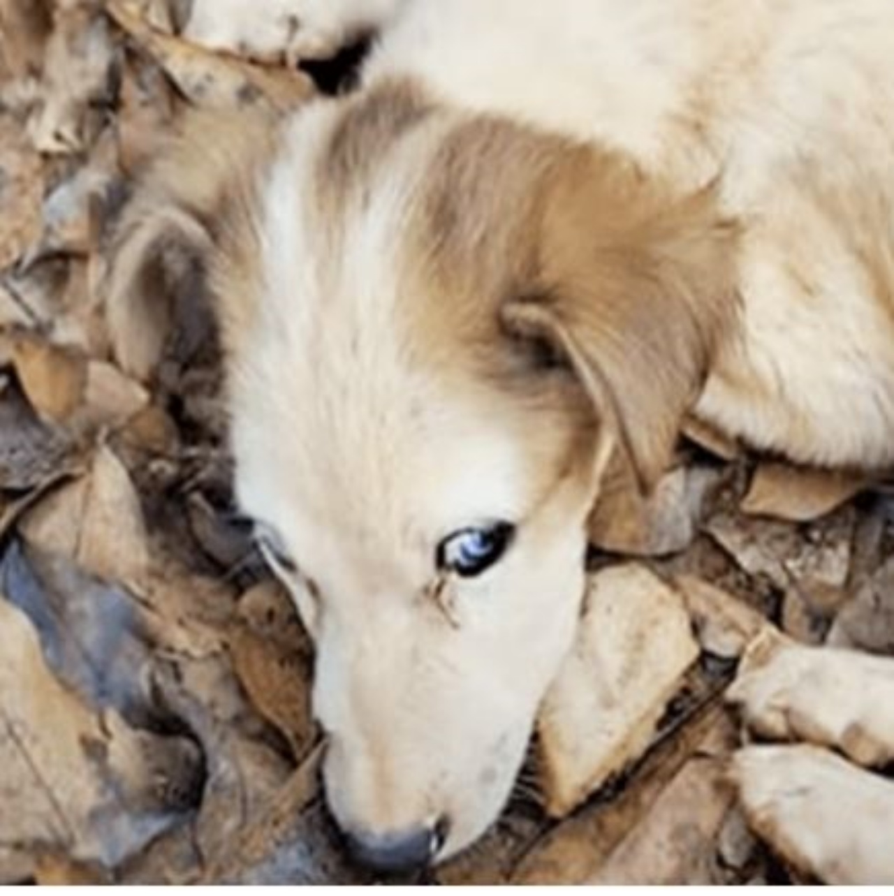 un cagnolino abbandonato