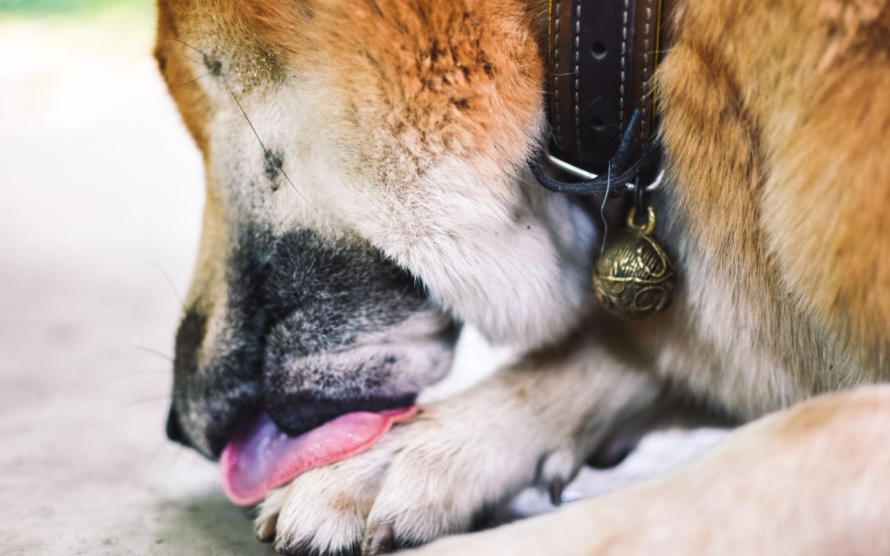 cane che si lecca una zampa