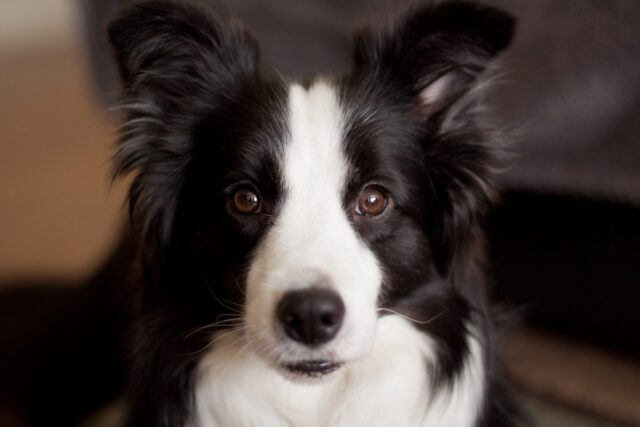 Disturbo compulsivo del cane: come si presenta e cosa fare