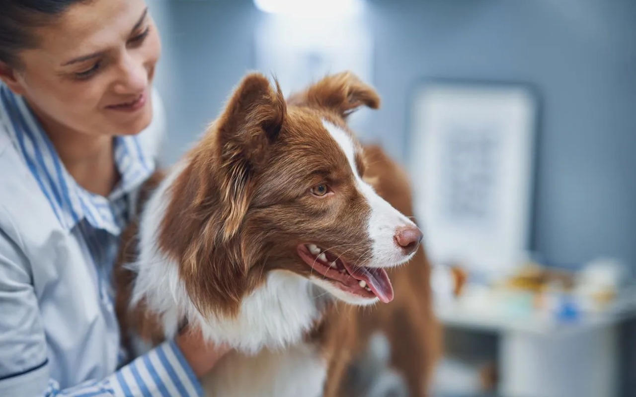 cane dal veterinario