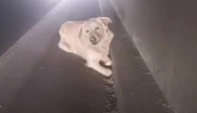 Il cane viene salvato dalla strada grazie all’intervento di un uomo meraviglioso