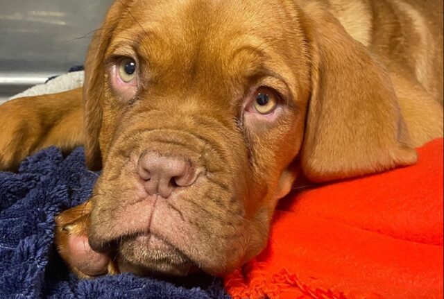 Dogue de Bordeaux di 3 mesi salvato dall’eutanasia: la raccolta fondi per dare due zampe nuove a Nico