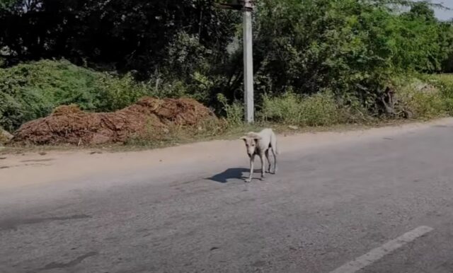 Filo sul collo del cane rischia di fargli del male, per fortuna lo hanno salvato