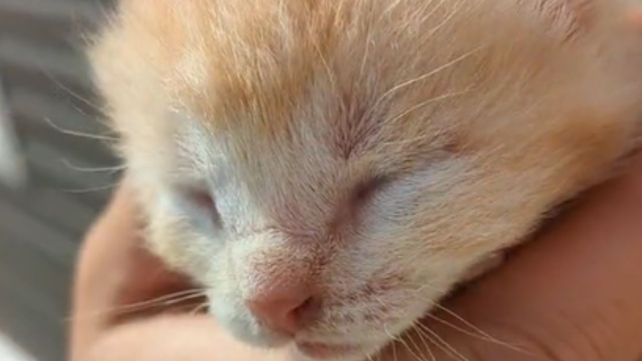 gatto appena nato