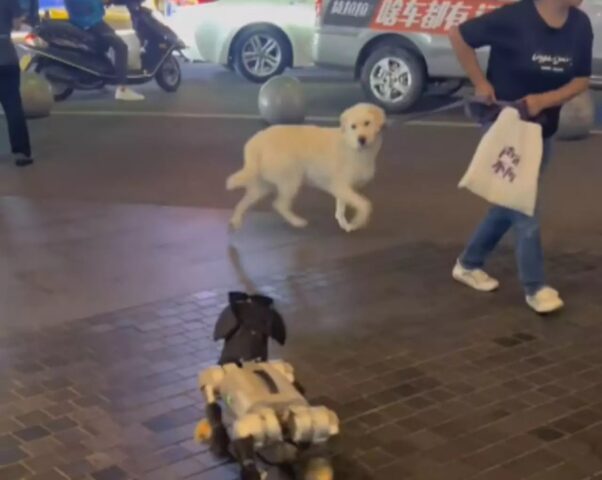 Labrador Retriever incontra un cane robot: ecco qual è la sua reazione