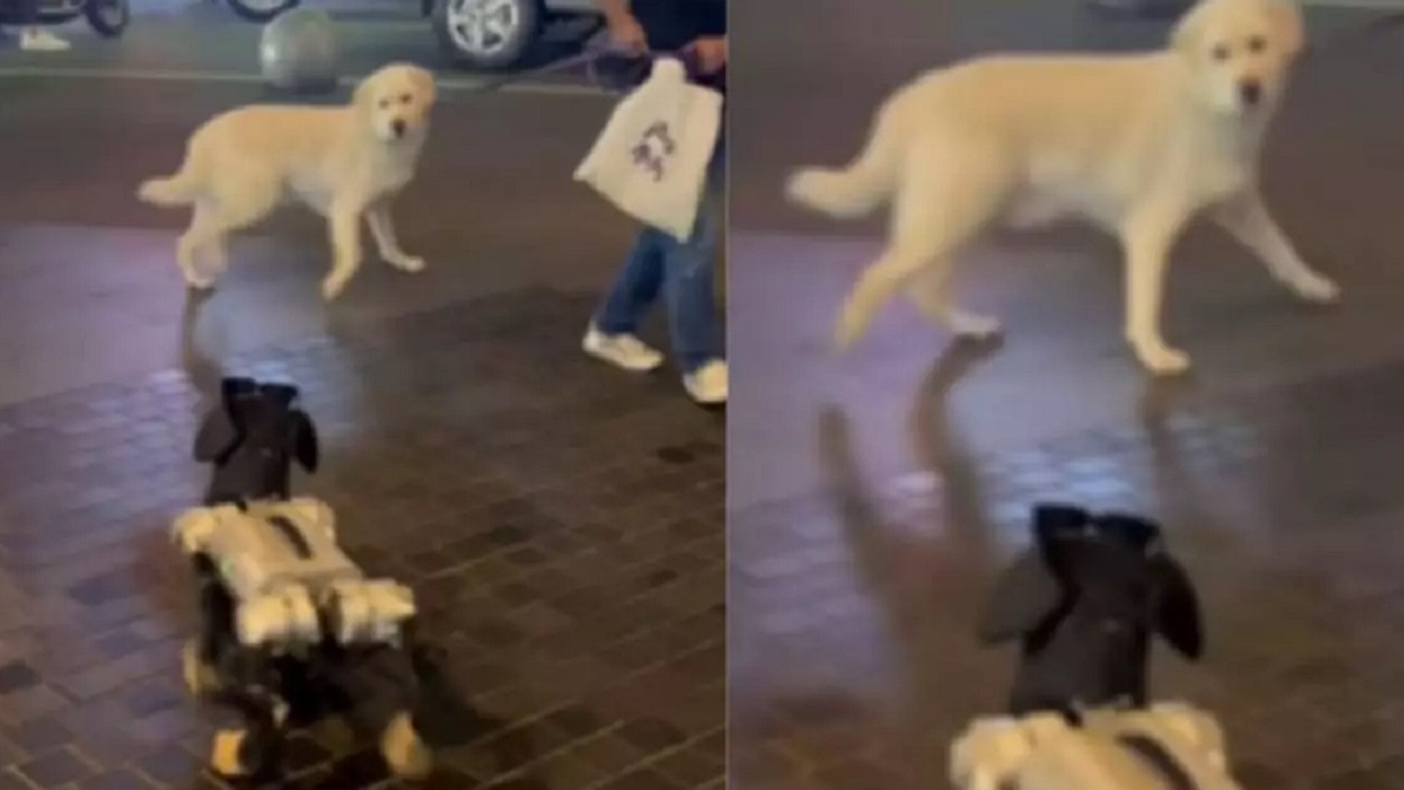 Cane Labrador incontra un robot