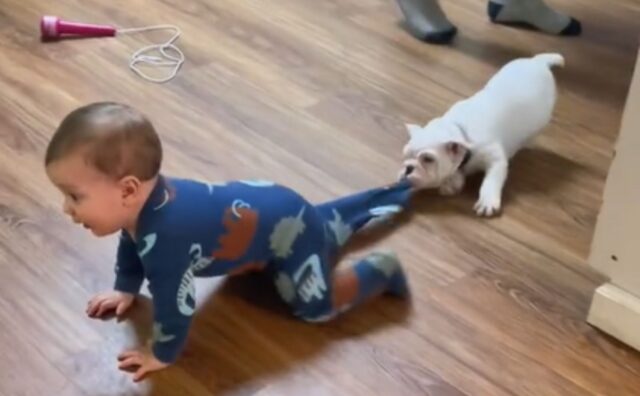 Una lotta ad armi pari: il cane e il bambino si affrontano. Chi vincerà? (VIDEO)