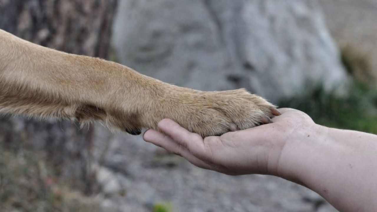 amicizia tra uomo e animale