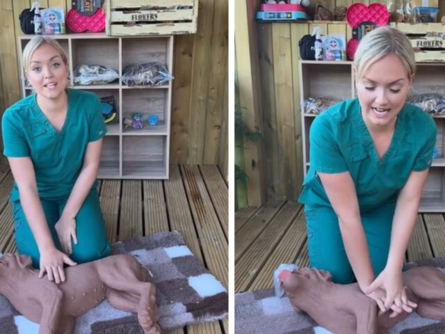 In caso di emergenza, questo è il modo giusto per fare il massaggio cardiaco al cane
