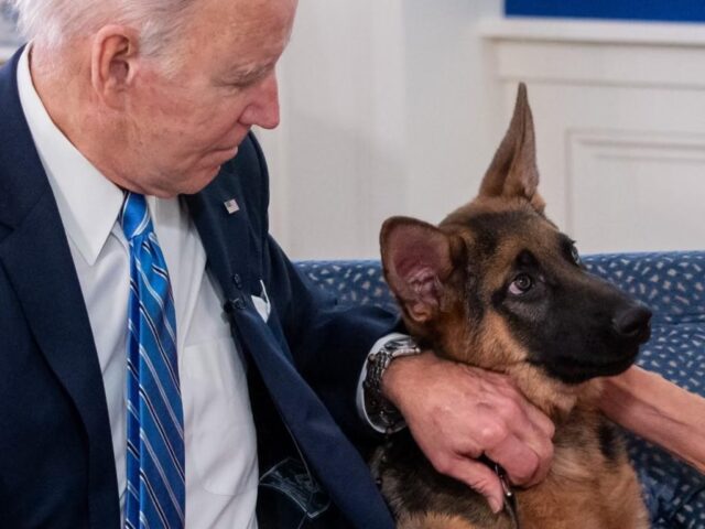 Il pastore tedesco di Joe Biden ha morso un agente: per il cane sono già 11 morsi in 2 anni