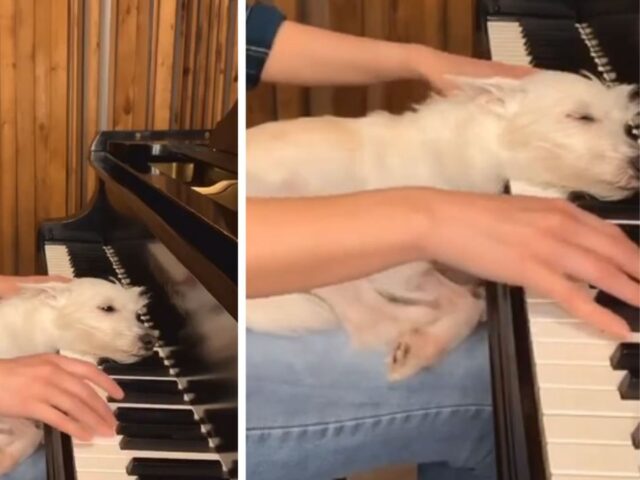 Una ninna nanna meravigliosa: il cagnolino si addormenta mentre la sua mamma suona il pianoforte