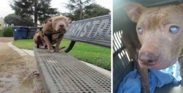 Il pitbull cieco abbandonato sulla panchina del parco dopo il parto ottiene finalmente l’amore che merita