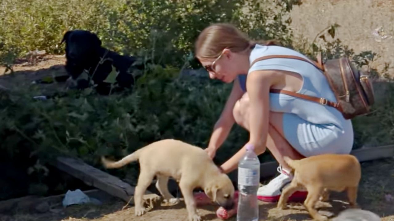 mamma cane che osserva i suoi piccoli