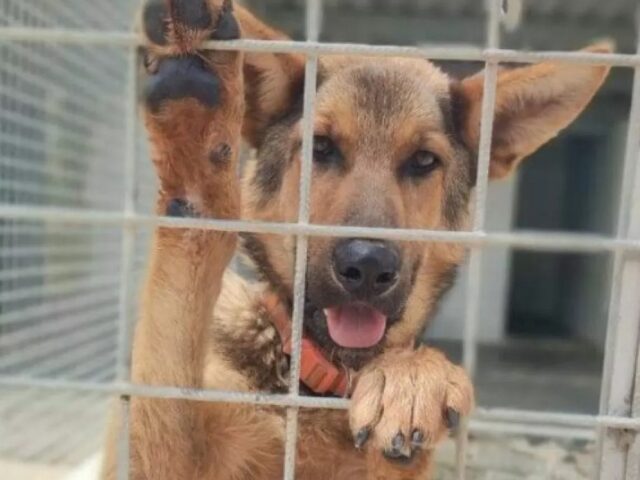 Recinzione del canile tagliata per abbandonare il cane, Ray cerca casa