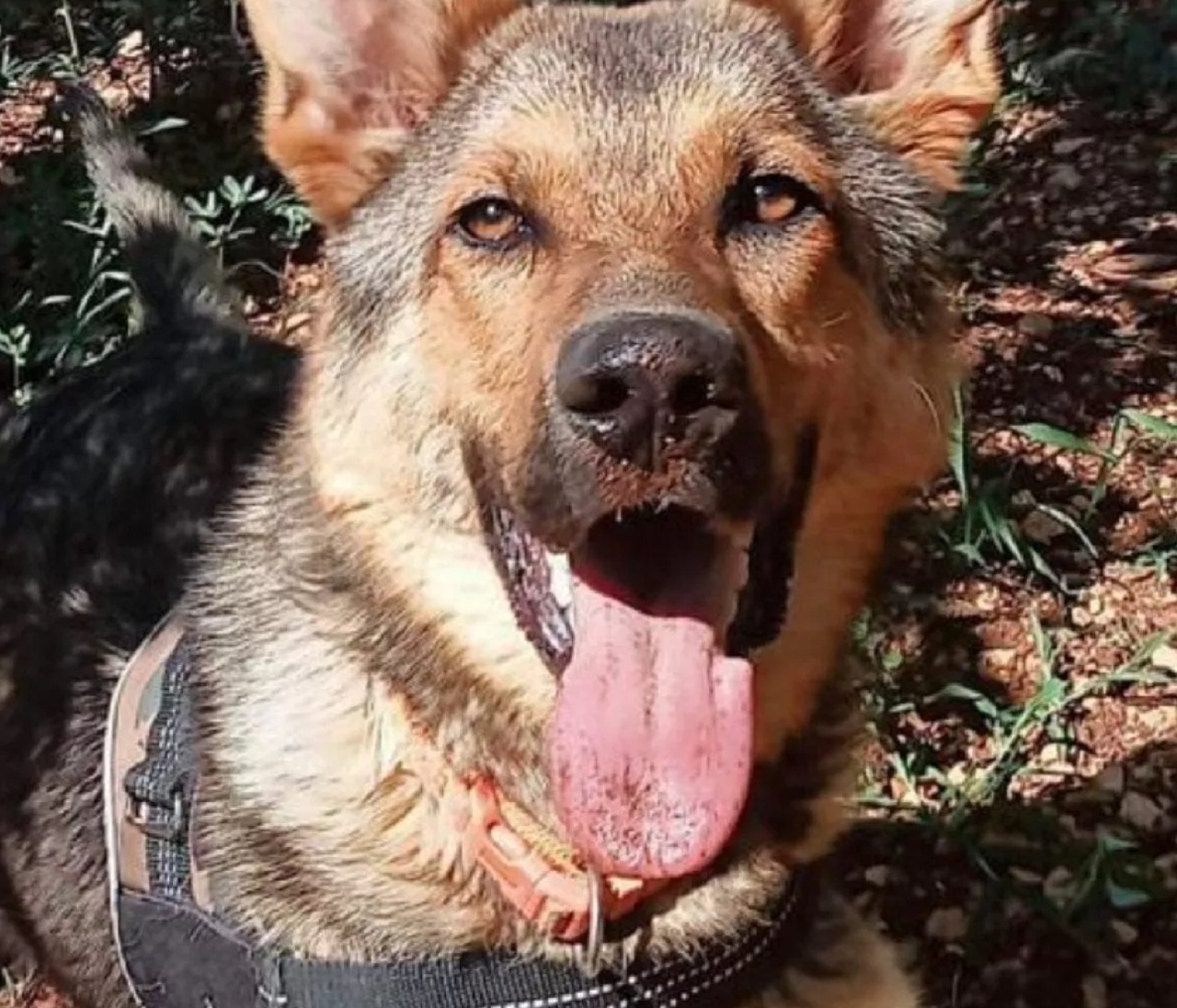 Cane con la lingua di fuori