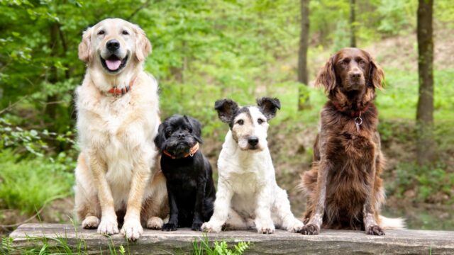 Cos’è e come funziona il ROI, registro genealogico dei cani