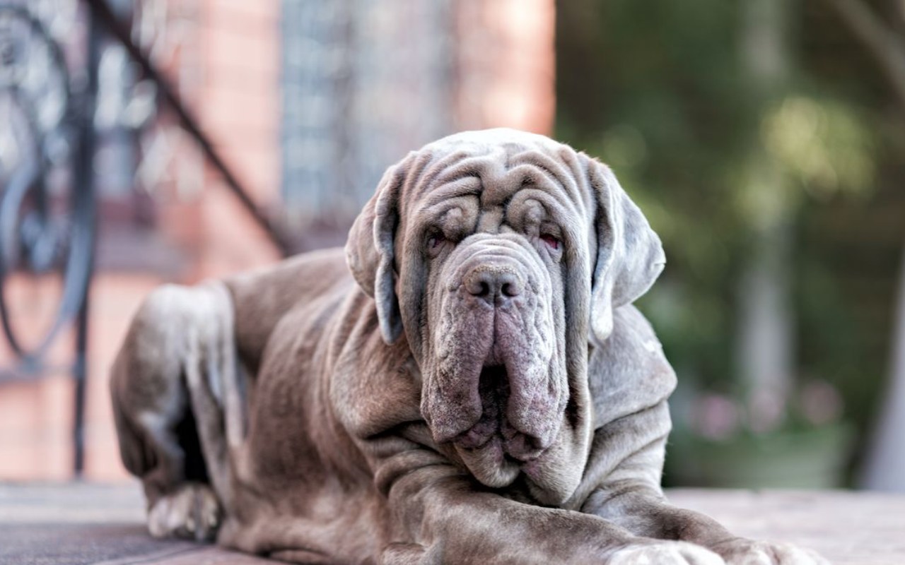 cane mastino