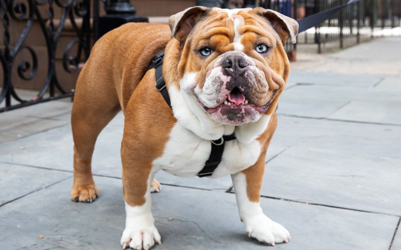 cane di razza bulldog inglese