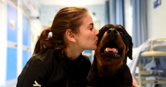 Donna bacia il Rottweiler