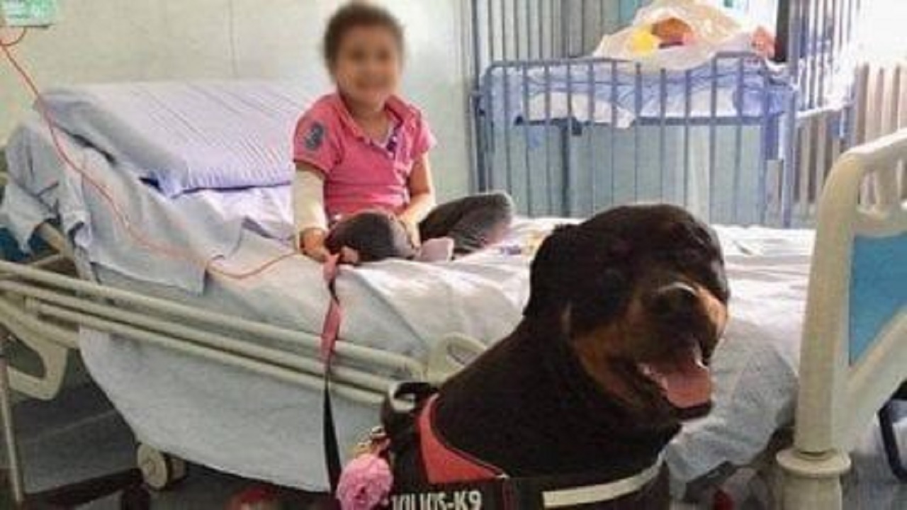 Piccola paziente con il Rottweiler 