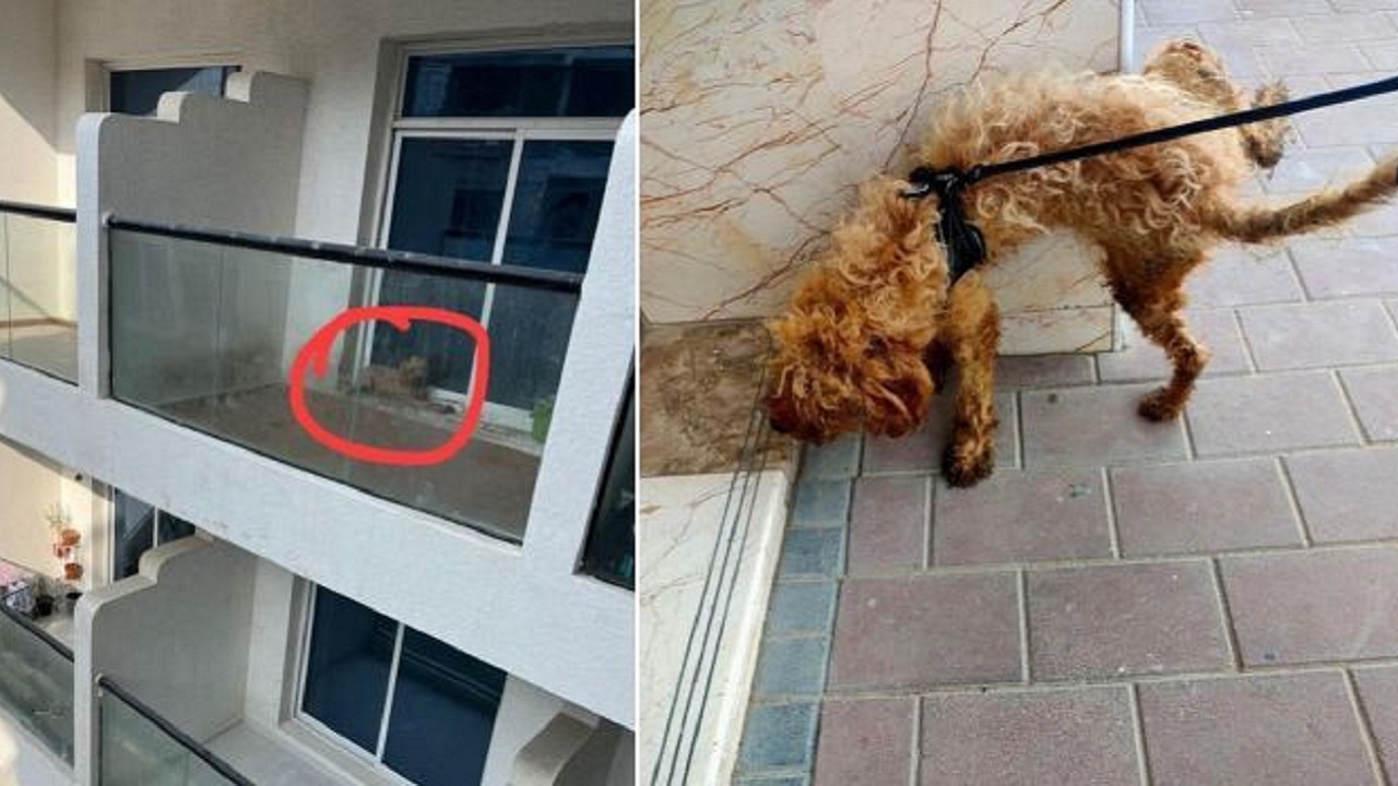 cane abbandonato sul balcone