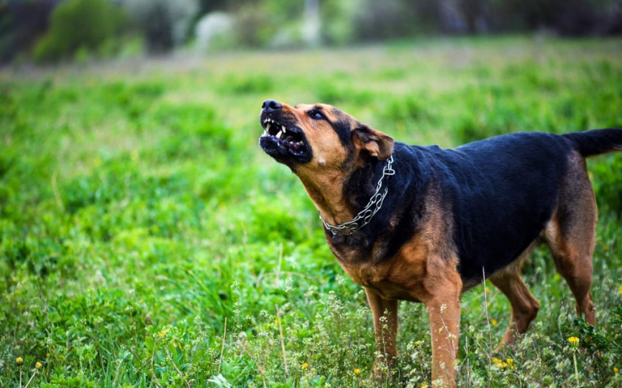 cane sul prato che abbaia