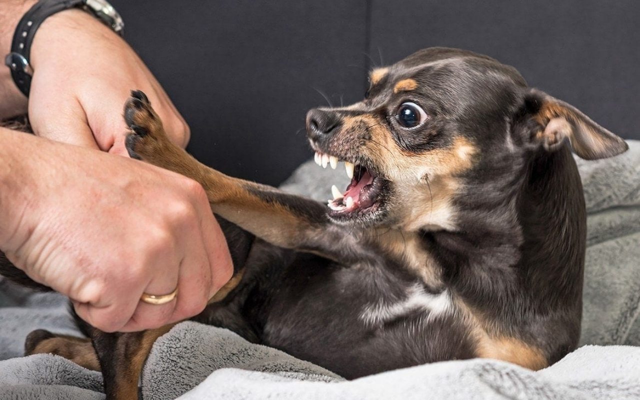 cane aggressivo col padrone