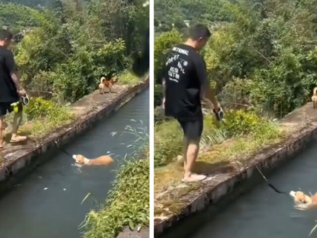 Passeggiata? Sì, ma al fresco: questo cane non intende soffrire sotto il sole