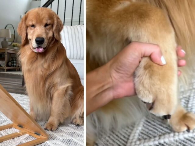 La mamma umana di questo Golden Retriever inventa un trucco geniale per limargli le unghie