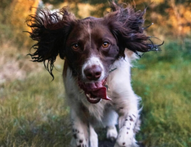 5 foto che ti dimostreranno quanto belli e profondi siano gli occhi dei cani