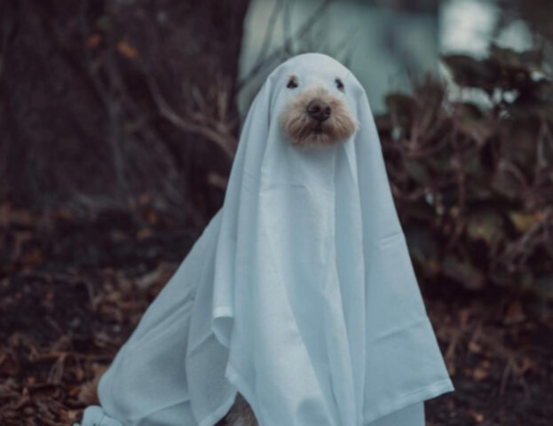 5 foto di cani ad Halloween, così “spaventosi” che morirete dal ridere