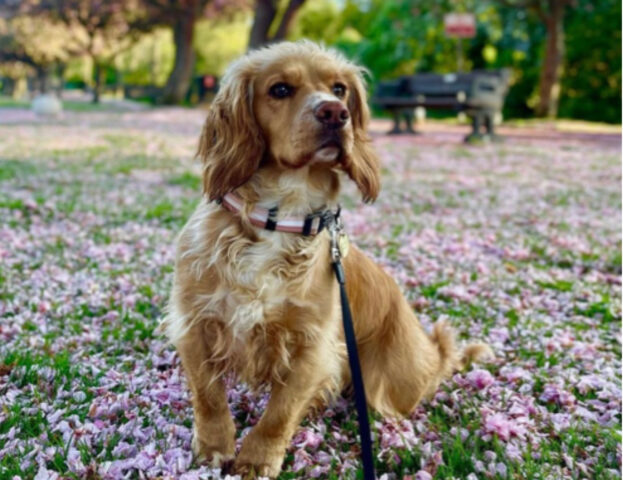 5 foto di cani biondissimi che sembrano proprio delle vere dive